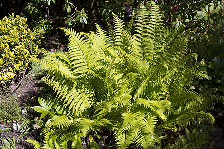 sunken garded Butchart Gardens